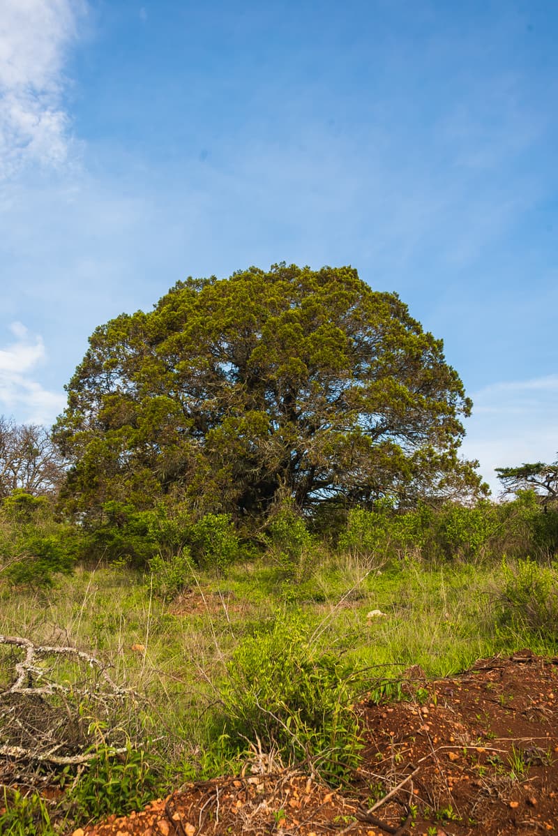 terreno